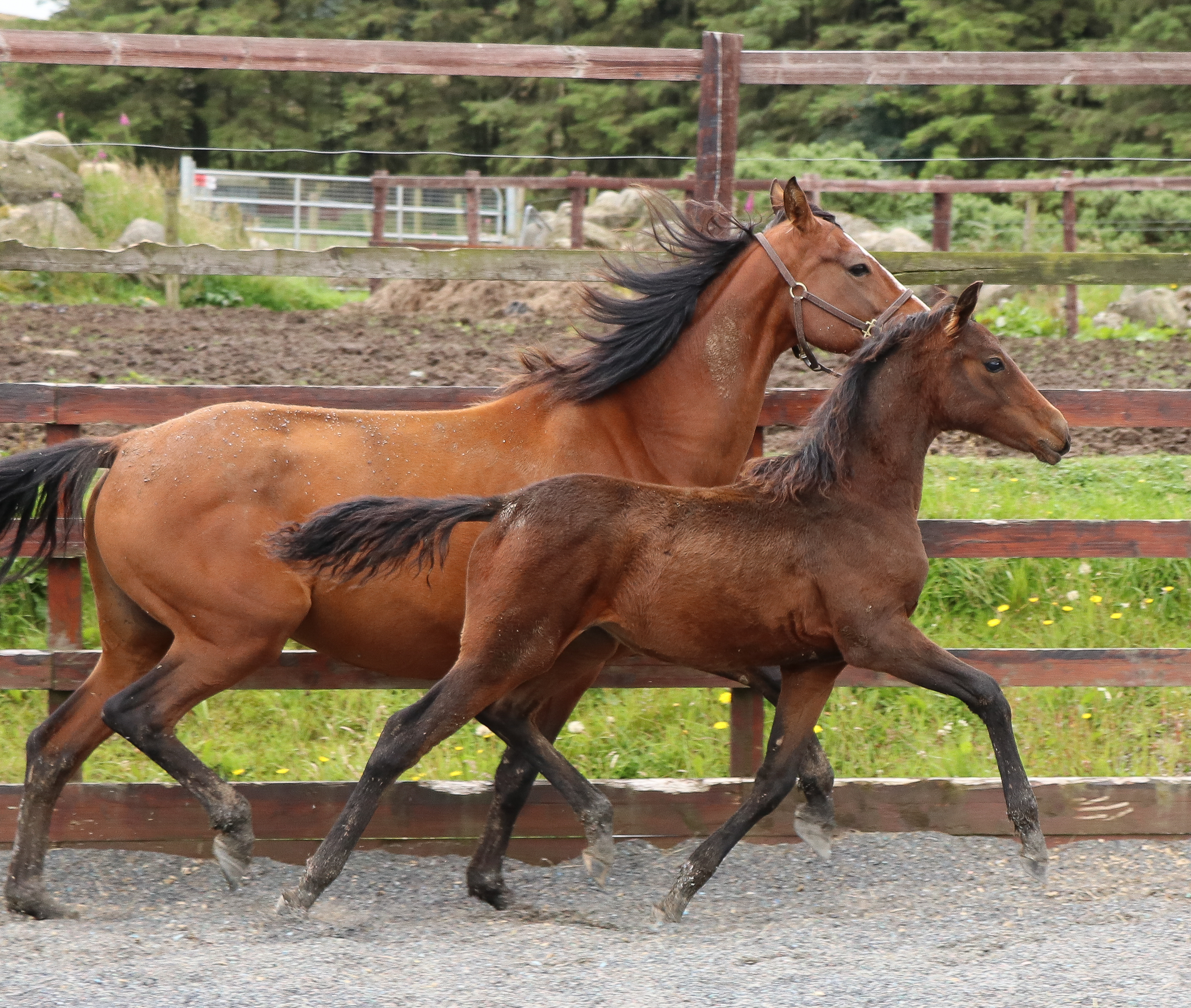 Expat Morgans leading sport stud farm in Europe